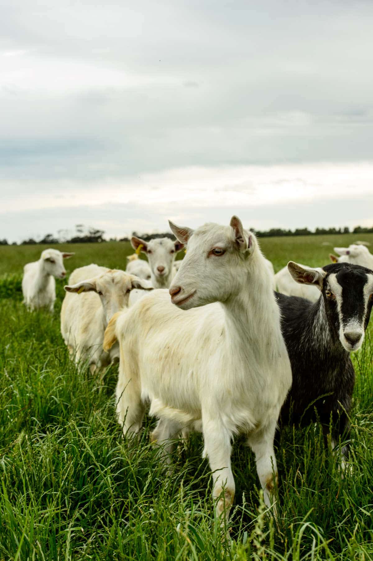 goats-grass-8